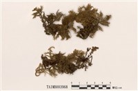 藏品(薄邊毛燈苔)的圖片